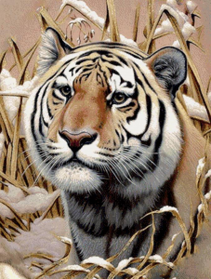 Серия "Дикая природа" - хищник, красавец, взгляд, тигр, зима - предпросмотр