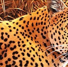 Схема вышивки «Гепард»