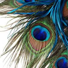 Схема вышивки «перо павлина»