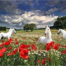 Схема вышивки «Лошади на маковом поле»