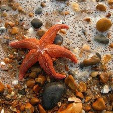 Схема вышивки «морская звезда»