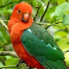 Схема вышивки «loro»