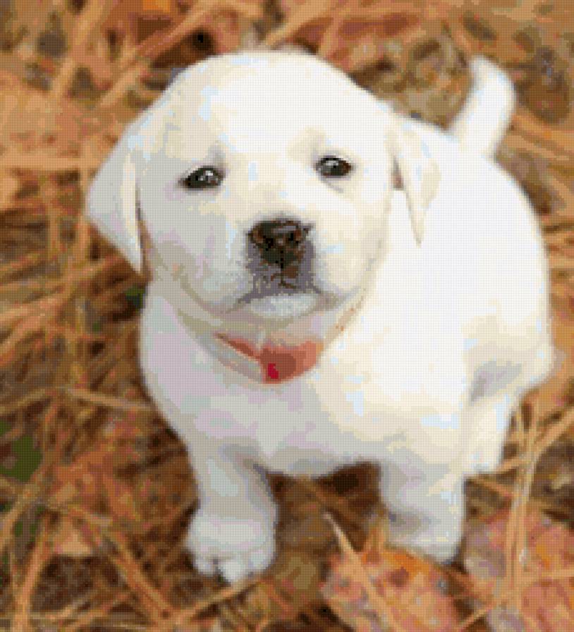 perrito - предпросмотр