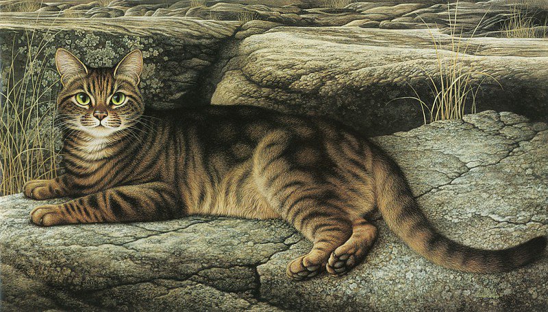 кот - кошка, кот - оригинал