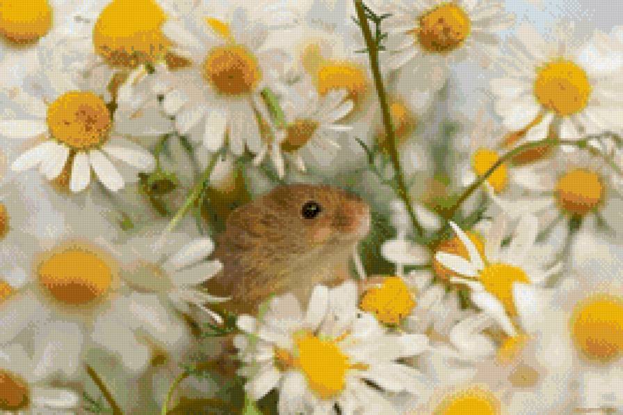 Мышонок в ромашках - животные, цветы, мышь, ромашки, хомяк - предпросмотр