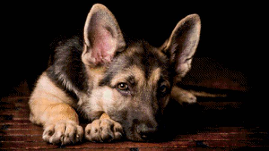 Немецкая овчарка - собака, лежит, пол - предпросмотр