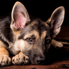 Схема вышивки «Немецкая овчарка»