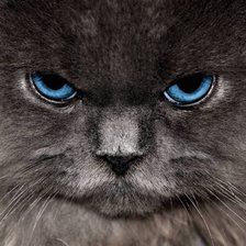 Схема вышивки «Сердитый кот»