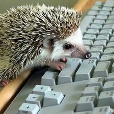 Схема вышивки «Умный ёж»