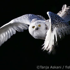 Схема вышивки «сова»