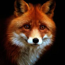 Схема вышивки «Лиса»