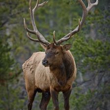 Схема вышивки «Олень»