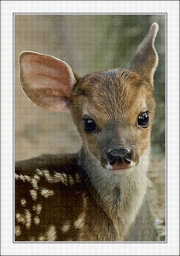 Олененок - животные, олененок - предпросмотр