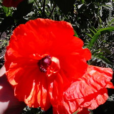 маки автор Воробьева Н.В.