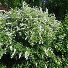 Схема вышивки «цветущая спирея»