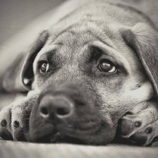 Схема вышивки «домашние животные»