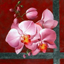Орхидея
