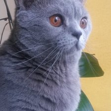 Схема вышивки «Джесика»