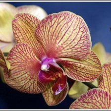 Схема вышивки «орхидея 1»