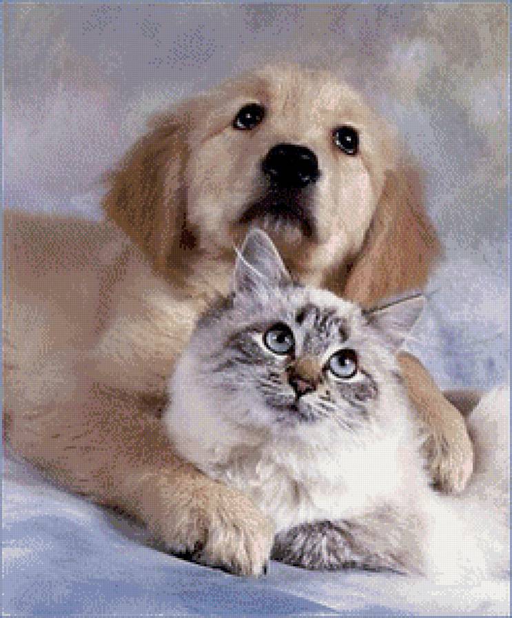 дружба - предпросмотр