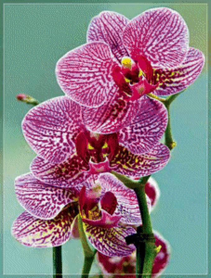 0рхидея 2 - предпросмотр