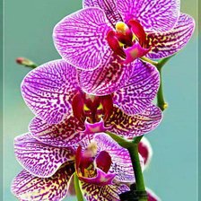 Схема вышивки «0рхидея 2»