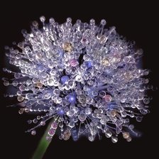 Схема вышивки «Одуванчик в росе.»