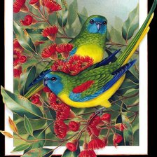 Схема вышивки «Попугаи»