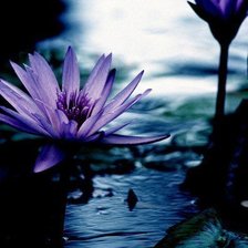 Схема вышивки «Лилии»