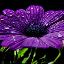 Схема вышивки «Цветок»