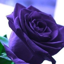 Схема вышивки «Роза»