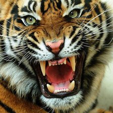 Схема вышивки «Серия- животные»