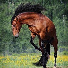 Схема вышивки «Лошадь»