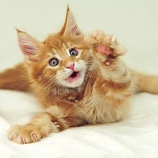 Схема вышивки «Котэ»