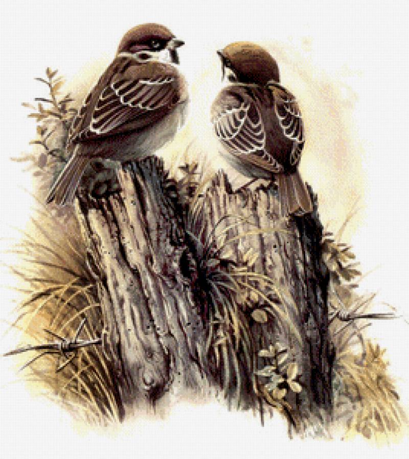 Серия "Пернатые" - природа, воробья, воробушки, птицы, парочка - предпросмотр