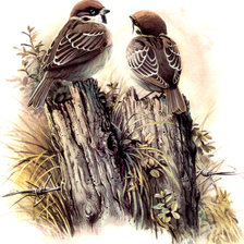 Схема вышивки «Серия "Пернатые"»