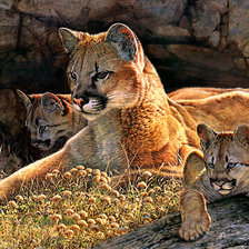 Схема вышивки «Серия "Дикая природа"»