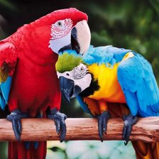 Схема вышивки «мои попугаи»