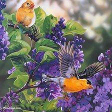 Схема вышивки «птички»