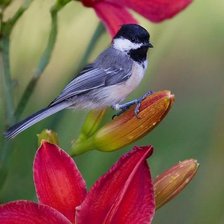 Схема вышивки «птичка»