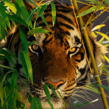 Схема вышивки «Тигр»