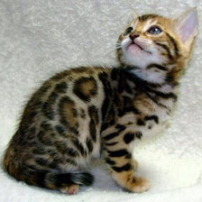 Схема вышивки «бенгальский котенок»