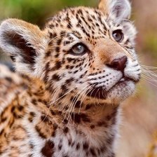 Схема вышивки «Кошечка»