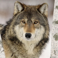 Схема вышивки «серия -животные»