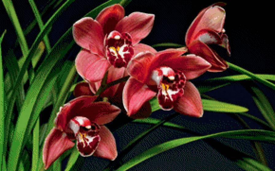 орхидея - орхидея, цветы - предпросмотр