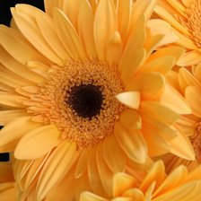 Схема вышивки «герберы»