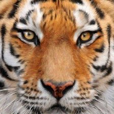 Схема вышивки «Взгляд 3»