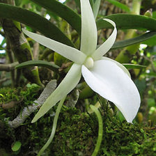 Схема вышивки «" Орхидея!""»