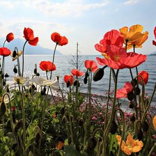 Схема вышивки «Маки»