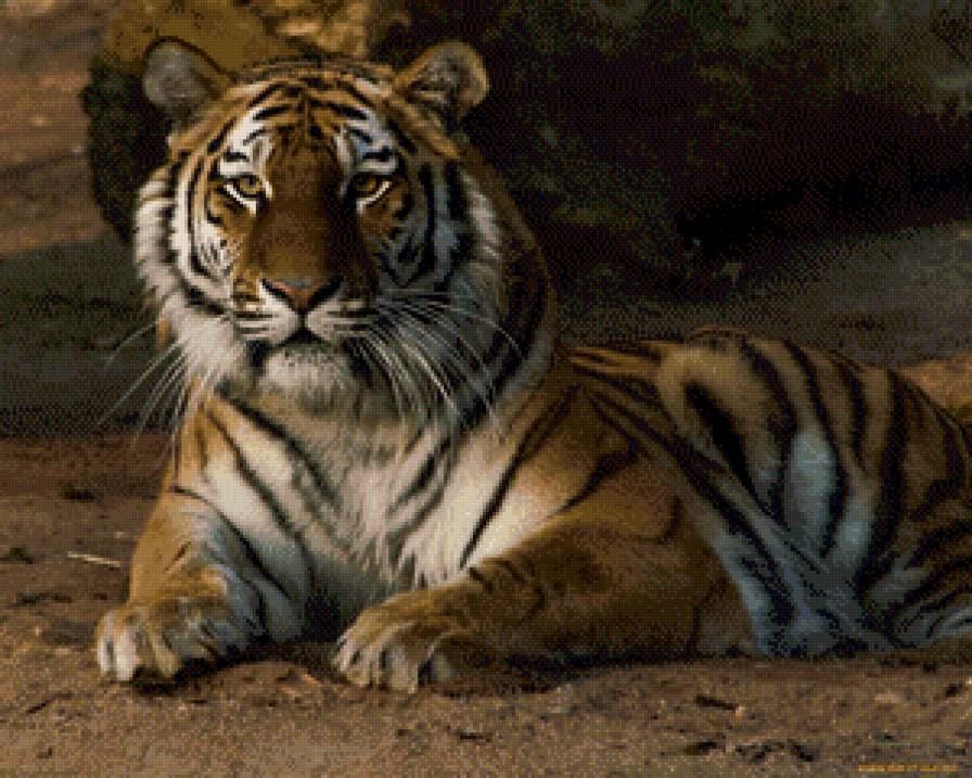 №951984 - отдых, полосатый хищник, тигр, природа - предпросмотр